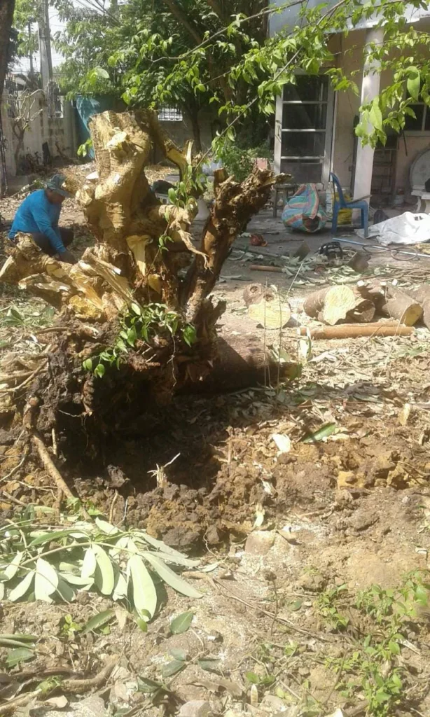 ขุดรากต้นไม้